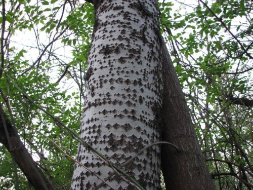 White Poplar (Populus alba)