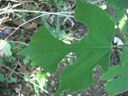 Paper Mulberry (Broussonetia papyrifera)