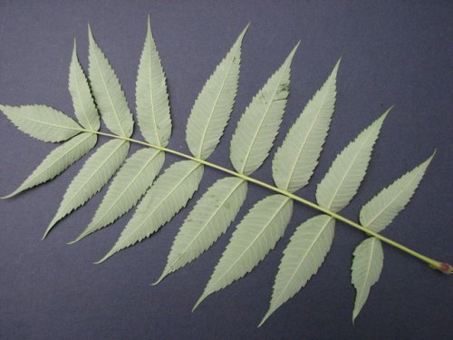 Staghorn Sumac (Rhus typhina)