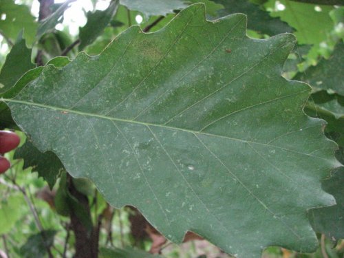 Chinquapin Oak (Quercus muehlenbergii)