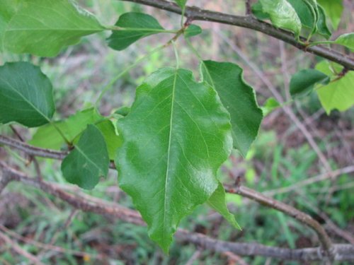 Callery Pear (Pyrus calleryana)