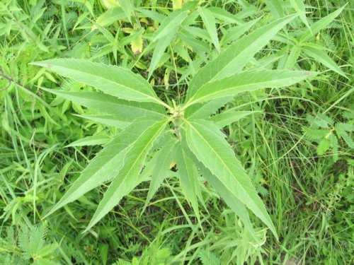 Sawtooth Sunflower (Helianthus grosseserratus)