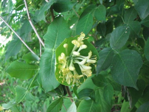 Limber Honeysuckle (Lonicera dioica)