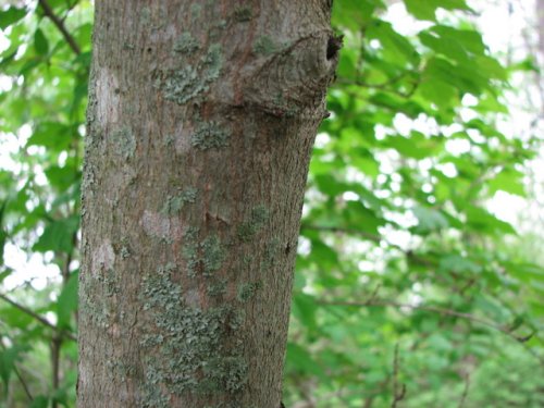 Amur Maple (Acer ginnala)