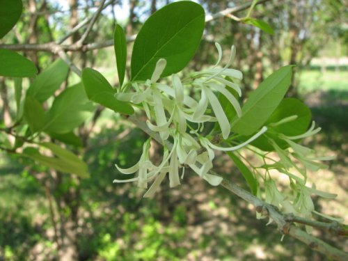 Chinese Fringe Tree (Chionanthus retusa)