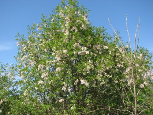 Yellowhorn (Xanthoceras sorbifolium)