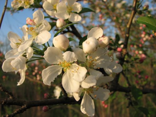 Toringo crabapple (Malus sieboldii)