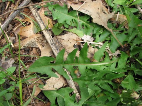 Red Seeded Dandelion (Taraxacum erythrospermum)