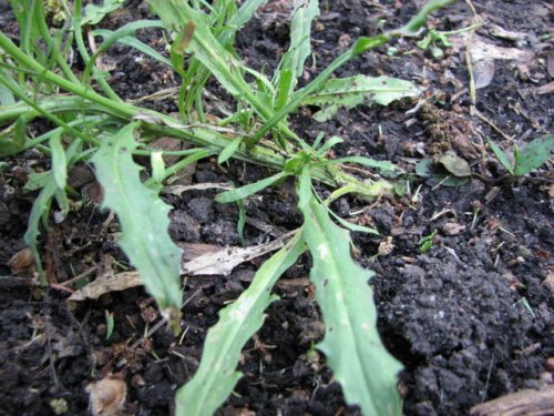 Bushy Wallflower (Erysimum repandum)