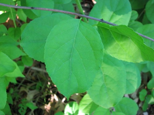 Oriental Bittersweet (Celastrus orbiculatus)