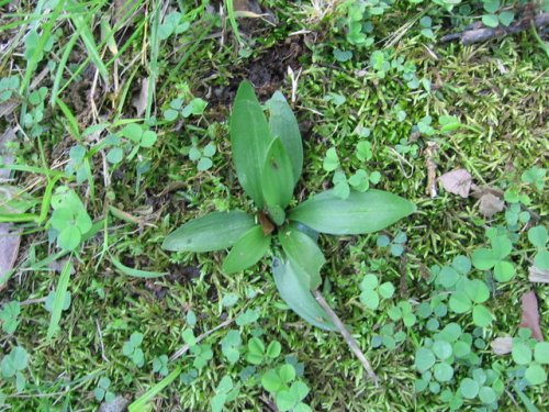 Nodding Lady's Tresses (Spiranthes cernua)