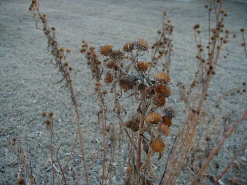 Maximilian Sunflower (Helianthus maximilianii)