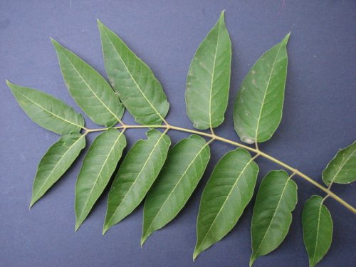 Tree of Heaven (Ailanthus altissima)