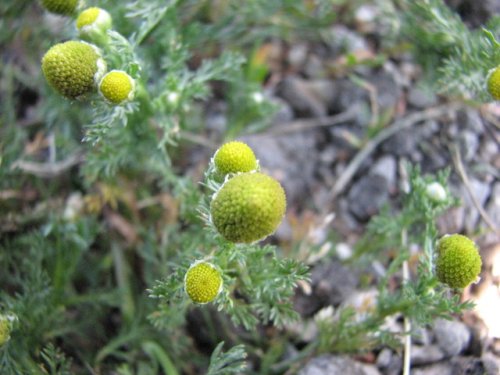 Pineapple Weed (Matricaria discoidea)