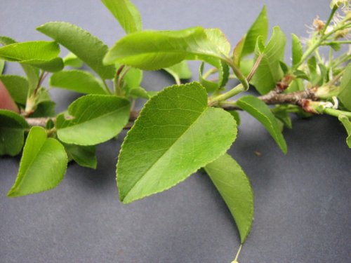 Mahaleb Cherry (Prunus mahaleb)