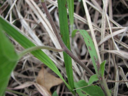 Macoun's Hedge Bindweed (Calystegia macounii)