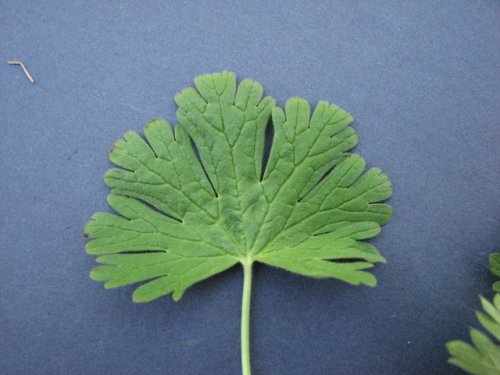 Small Crane's Bill (Geranium pusillum)