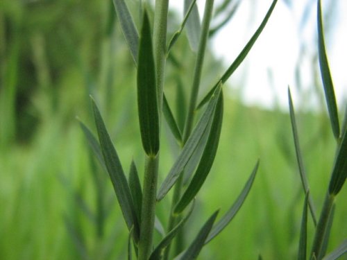 Blue Flax (Linum perenne)