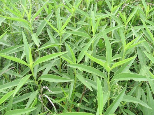 Stiff Sunflower (Helianthus rigidus)