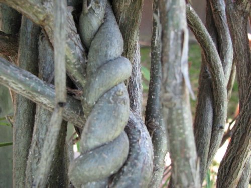 American Wisteria (Wisteria frutescens)