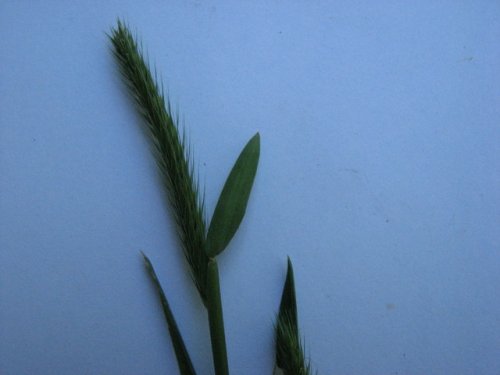 Little Barley (Hordeum pusillum)