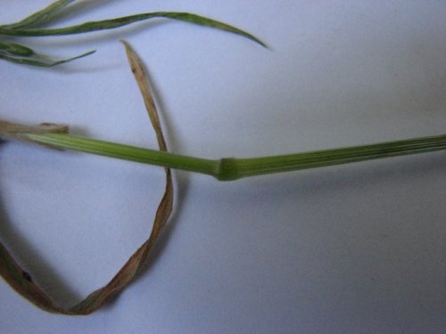 Soft Brome (Bromus hordeaceus)