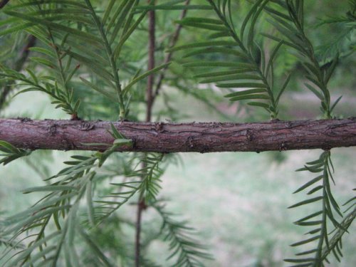 Bald Cypress (Taxodium distichum)