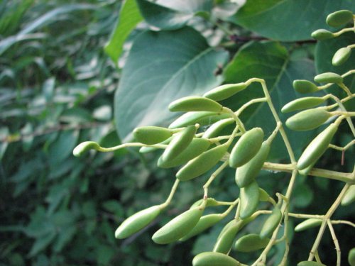 Japanese Tree Lilac (Syringa reticulata)