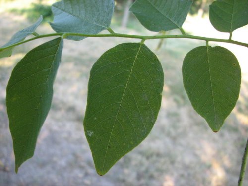 Kentucky Yellowwood (Cladrastis kentukea)