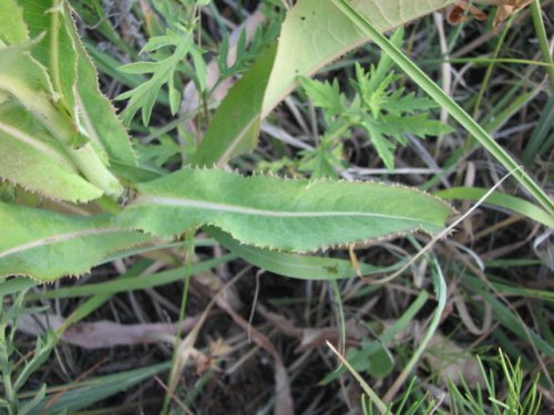 Western Wild Lettuce (Lactuca ludoviciana)