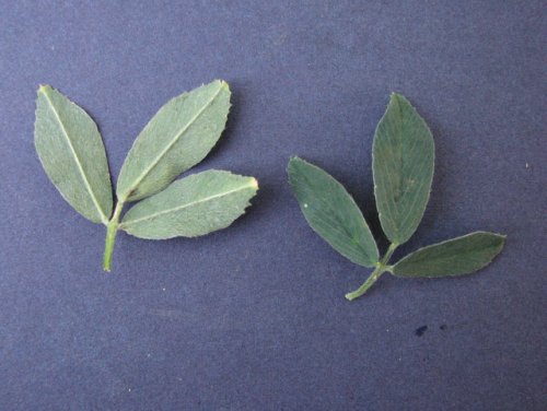 Alfalfa (Medicago sativa)