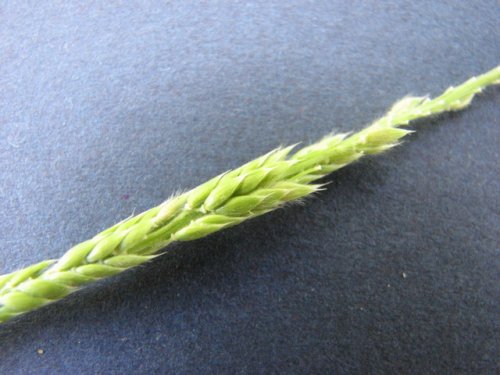 Prairie Cup Grass (Eriochloa contracta)