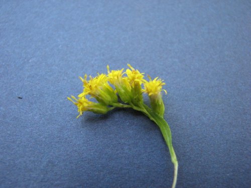 Giant Goldenrod (Solidago gigantea)