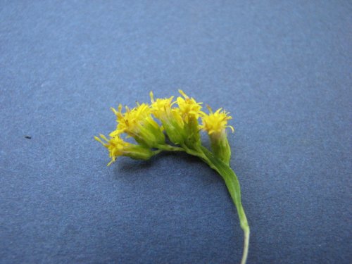 Giant Goldenrod (Solidago gigantea)