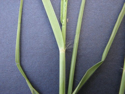 Caucasian Bluestem (Bothriochloa bladhii)