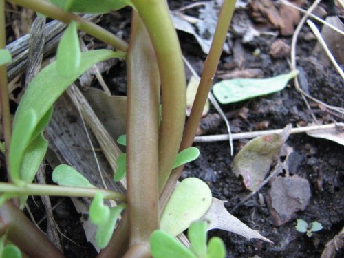 Common Purslane (Portulaca oleracea)