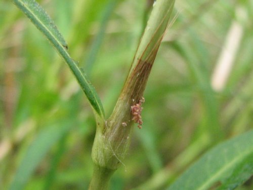 Mild Water Pepper Smartweed (Polygonum hydropiperoides)