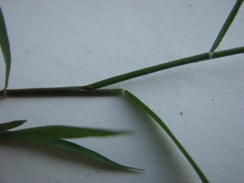 Stinkgrass (Eragrostis cilianensis)