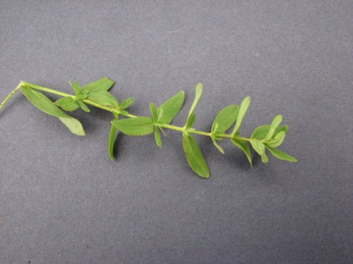 Common St Johnswort (Hypericum perforatum)