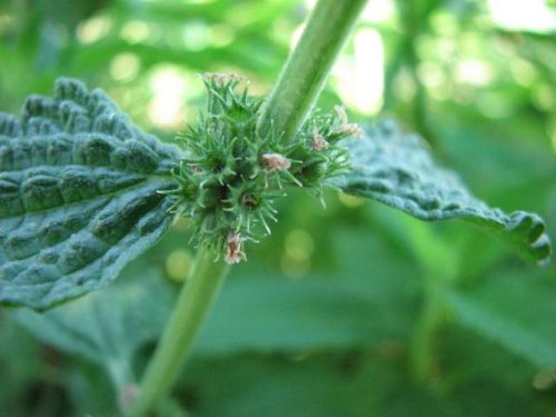 Horehound (Marrubium vulgare)