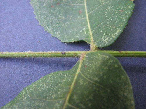 Mockernut Hickory (Carya tomentosa)