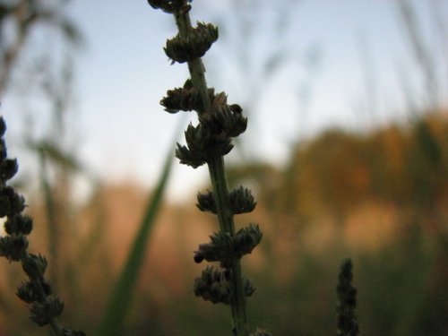 Tall Water Hemp (Amaranthus tuberculatus)