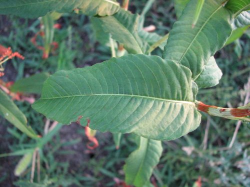 Pale Smartweed (Persicaria lapathifolia)