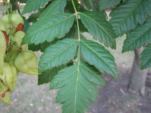 Golden Rain Tree (Koelreuteria paniculata)