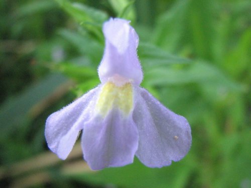 Winged Monkeyflower (Mimulus alatus)