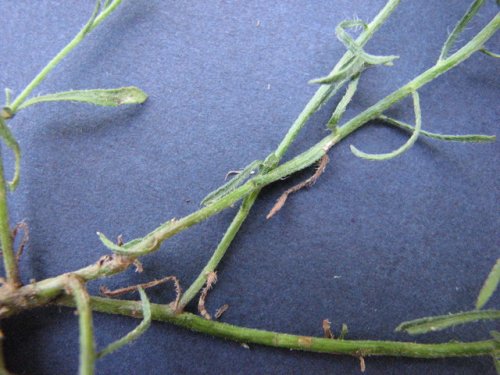 Spreading Horseweed (Conyza ramosissima)