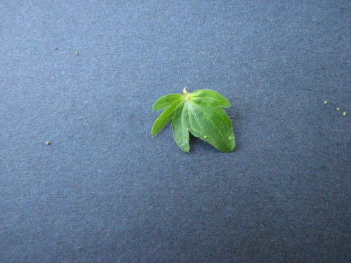 Virginia Copperleaf (Acalypha rhomboidea)