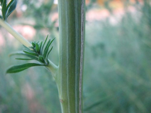 Broom Kochia (Kochia Scoparia)