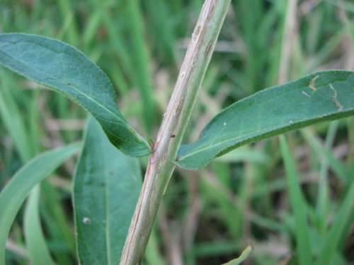 PurpleLoosestrife (Lythrum salicaria)