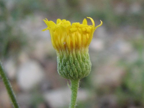 Camphorweed (Heterotheca subaxillaris)